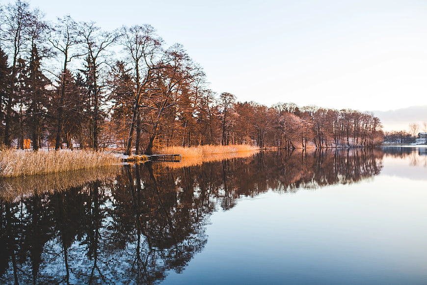 Serene winter lake with golden reeds and tree reflections