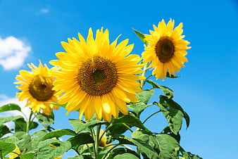Vibrant Sunflowers Against a Bright Blue Sky