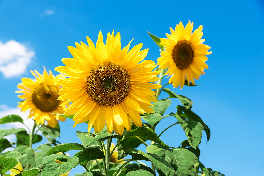Vibrant Sunflowers Against a Bright Blue Sky
