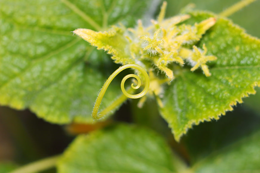 Close-up of a curled green plant tendril with leaves