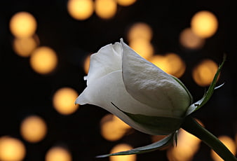 White Rose Bud with Golden Bokeh Background