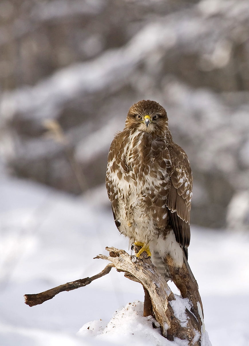 Red-tailed Hawk Perched on Snowy Branch in Winter