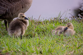 Fluffy Goslings Resting in Grass Near Water