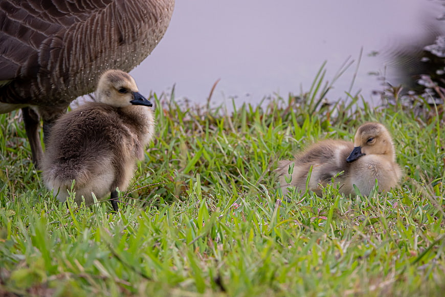 Fluffy Goslings Resting in Grass Near Water