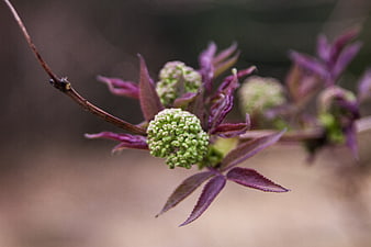 Close-up of Elderberry Flower Bud with Purple Leaves
