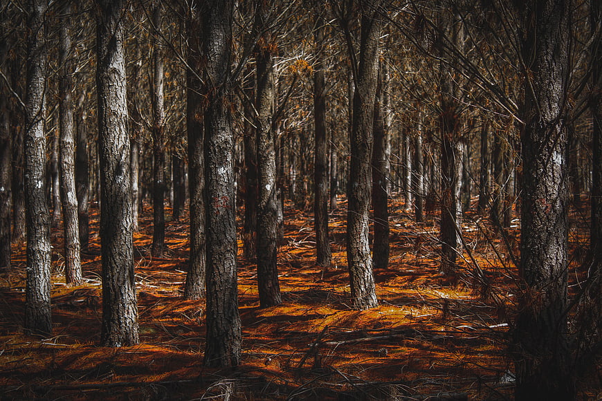 Sunlit Pine Forest with Orange Mossy Ground