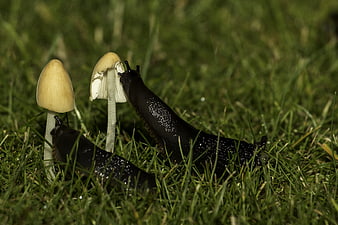 Black slugs crawling on mushrooms in green grass
