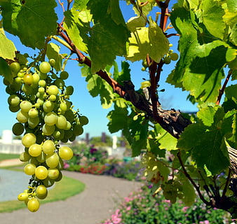 Fresh Green Grapes Hanging on Vine in Sunlight