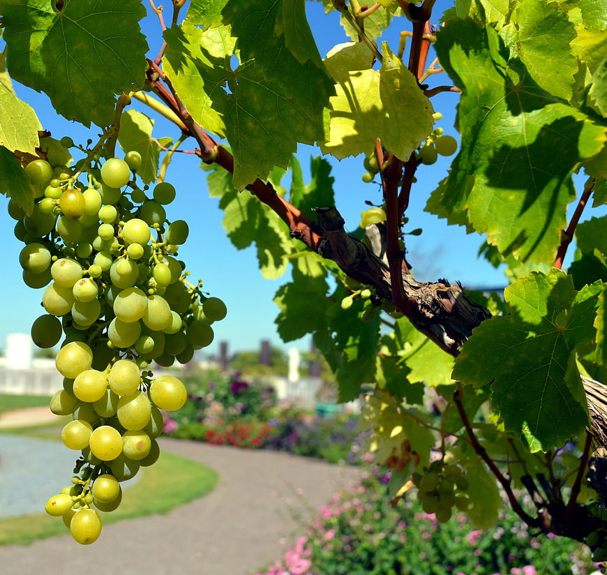 Fresh Green Grapes Hanging on Vine in Sunlight