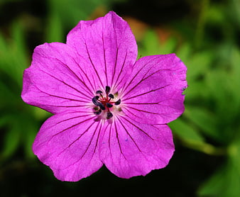 Vibrant Purple Crane's Bill Flower Close Up