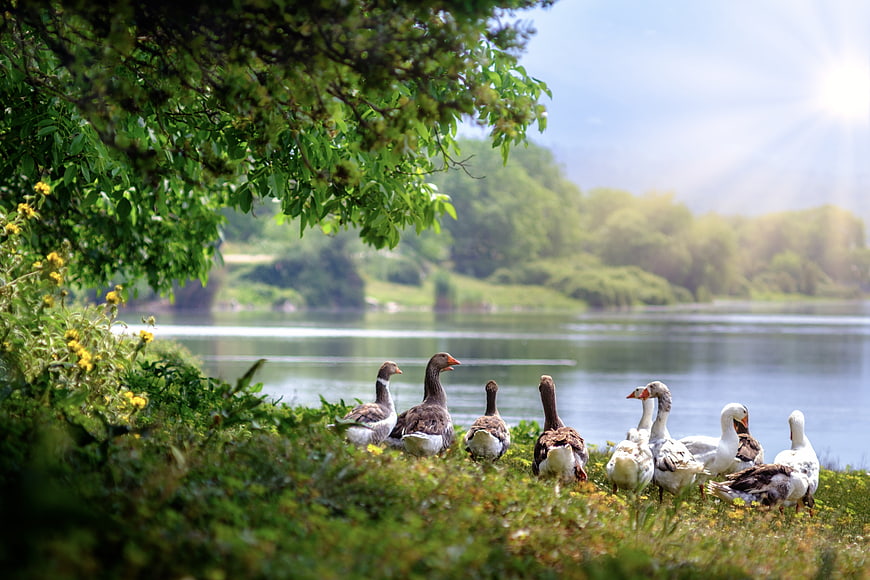 Flock of Geese Resting by a Sunny Lake Shore