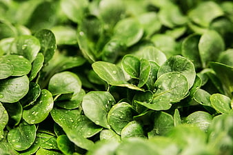 Close-up of fresh green leaves with water droplets