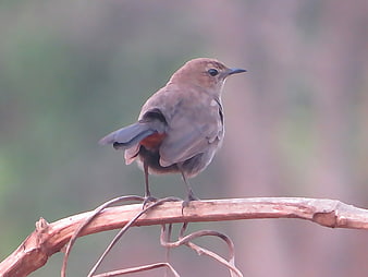 Indian Robin perched on a dry branch in nature