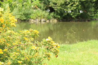 Yellow wildflowers by a serene lake in summer