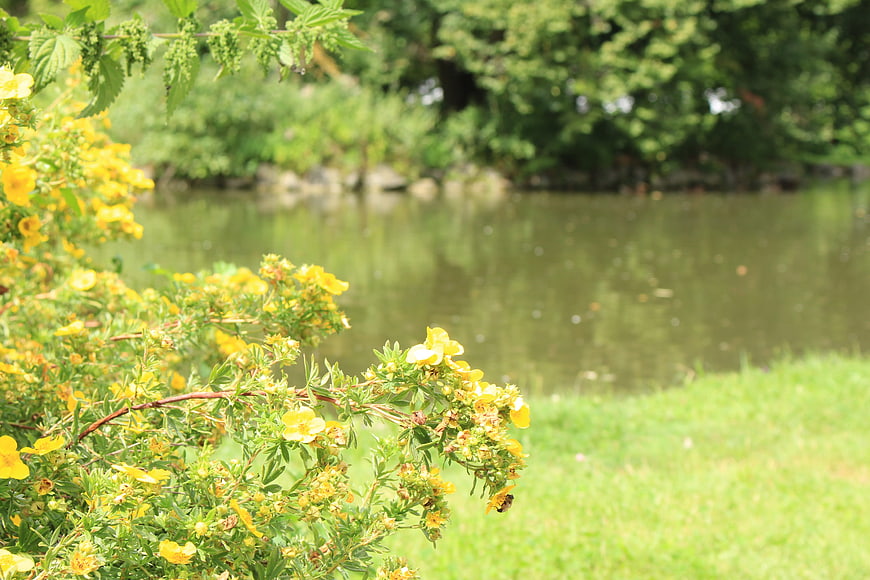 Yellow wildflowers by a serene lake in summer