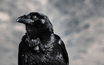 Close-up portrait of a black raven with sharp beak
