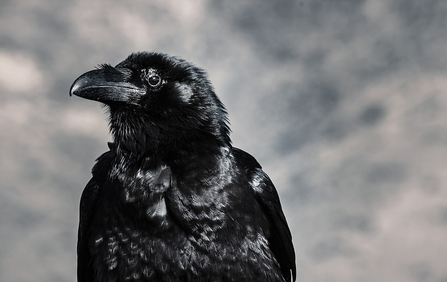 Close-up portrait of a black raven with sharp beak