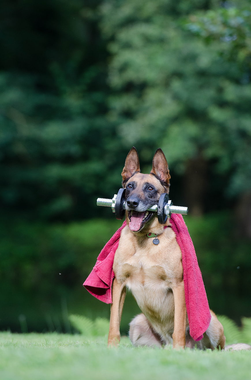 Belgian Malinois dog holding dumbbell with red towel