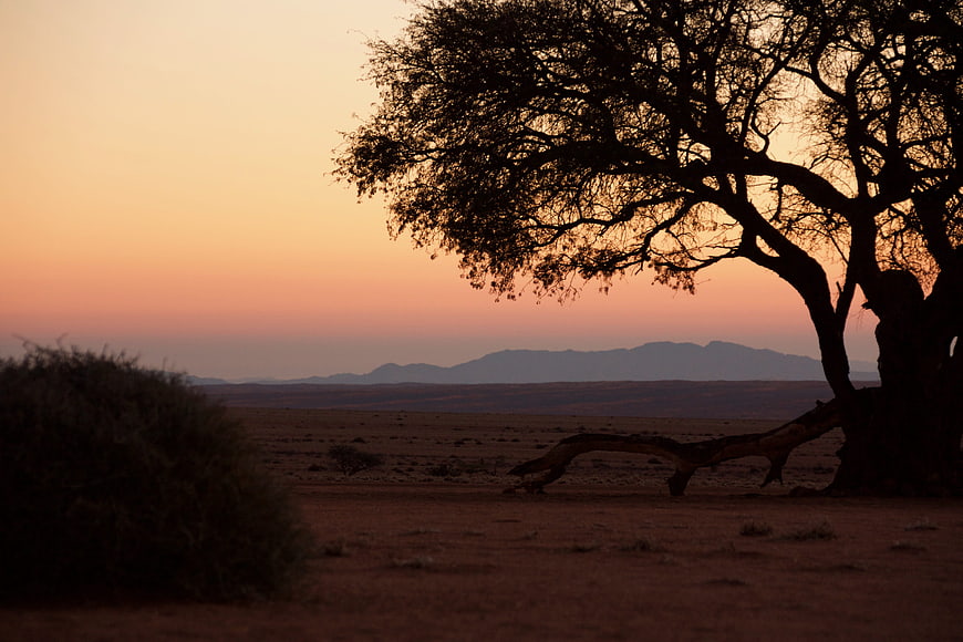 Silhouette of acacia tree in Namibian desert at sunset