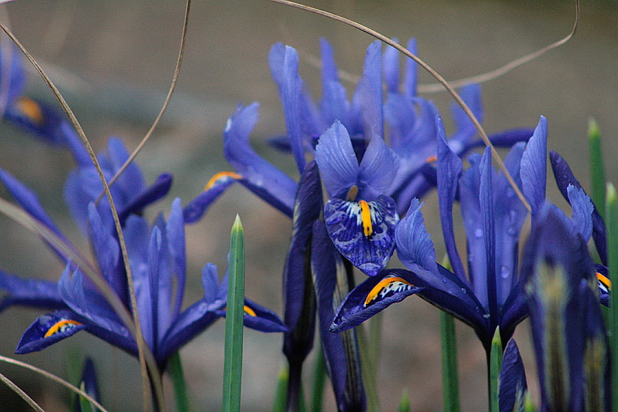 Close-up of vibrant blue iris flowers in spring