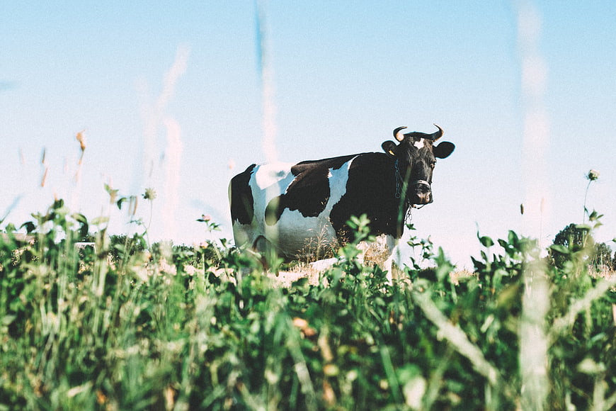 Black and white cow standing in green summer pasture