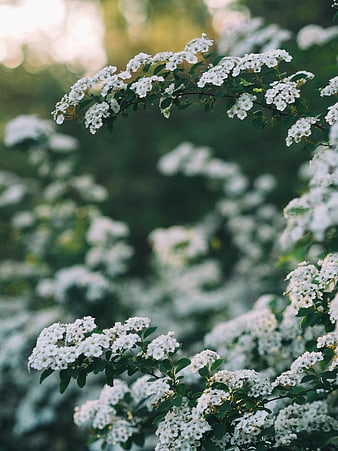 White Spirea Flowers Blooming on Branches in Garden