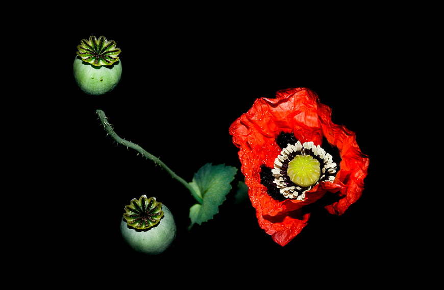 Red Poppy Flower and Seed Pods on Black Background
