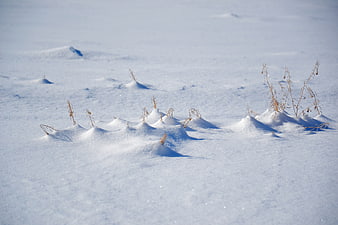 Dry grass poking through snowdrifts in a winter field