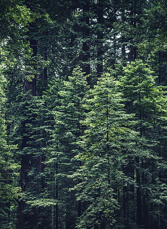Dense Green Coniferous Forest with Tall Pine Trees