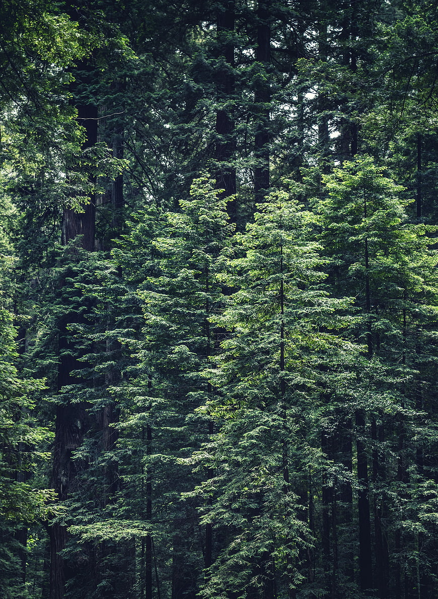 Dense Green Coniferous Forest with Tall Pine Trees