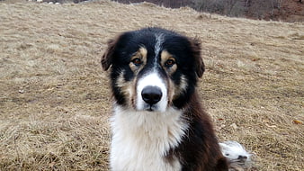 Portrait of a Tricolor Dog Sitting in a Dry Field