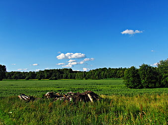 Green meadow with blue sky and scattered clouds