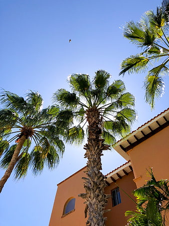 Low angle view of palm trees against blue sky and building