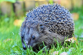 Cute Hedgehog Foraging In Green Grass