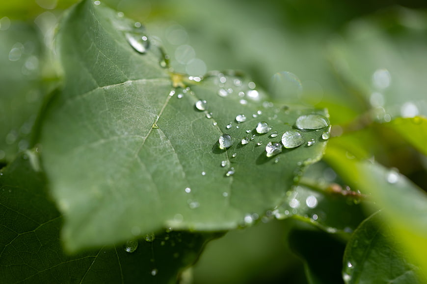 Macro shot of water droplets on a green leaf