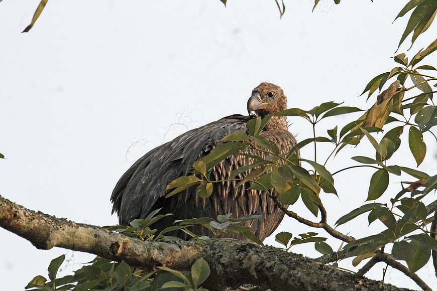 Himalayan Griffon Vulture Perched on Tree Branch