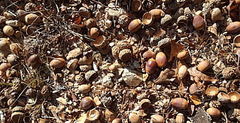 Scattered Acorns and Oak Caps on Rocky Forest Floor