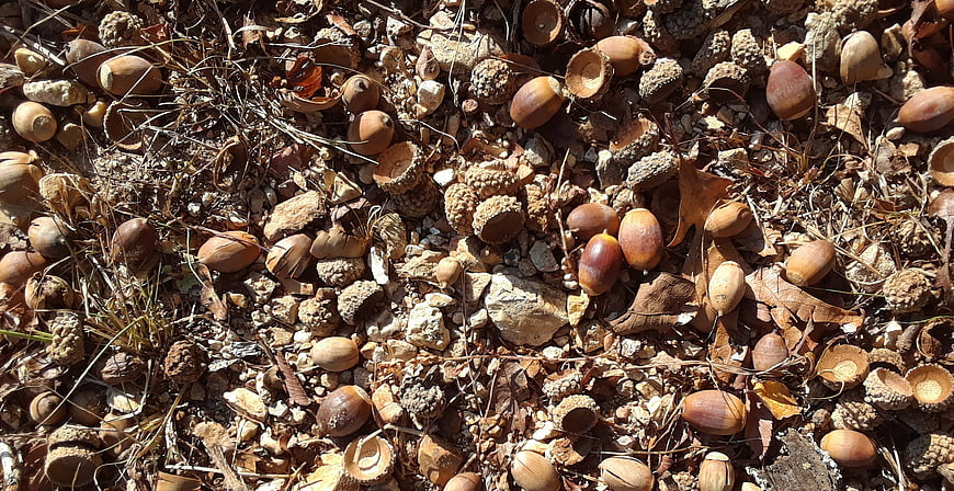 Scattered Acorns and Oak Caps on Rocky Forest Floor
