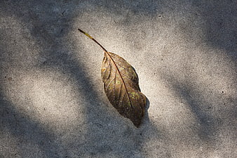Dried brown leaf on textured concrete with shadows