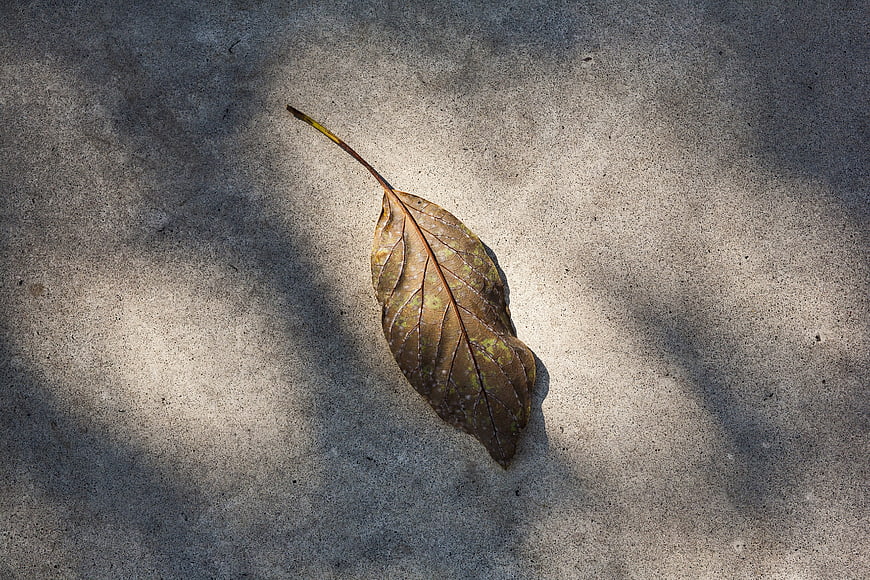 Dried brown leaf on textured concrete with shadows