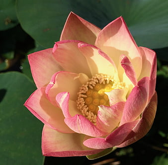 Pink Lotus Flower Bloom Close Up