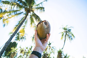 Hand holding coconut against palm trees and blue sky