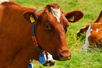 Close-up of brown cow with ear tags in green pasture