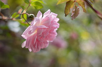 Soft Pink Rose Bloom in Garden with Green Leaves
