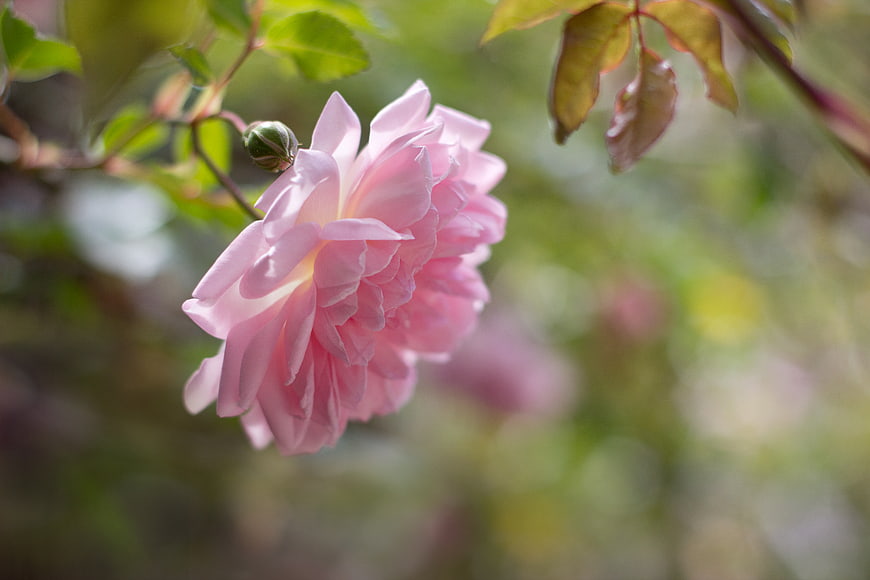Soft Pink Rose Bloom in Garden with Green Leaves