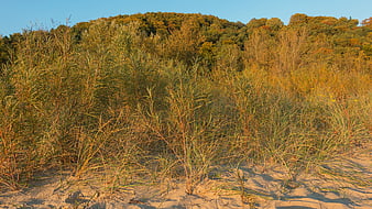 Golden Autumn Beach Dunes with Tall Grass and Forest