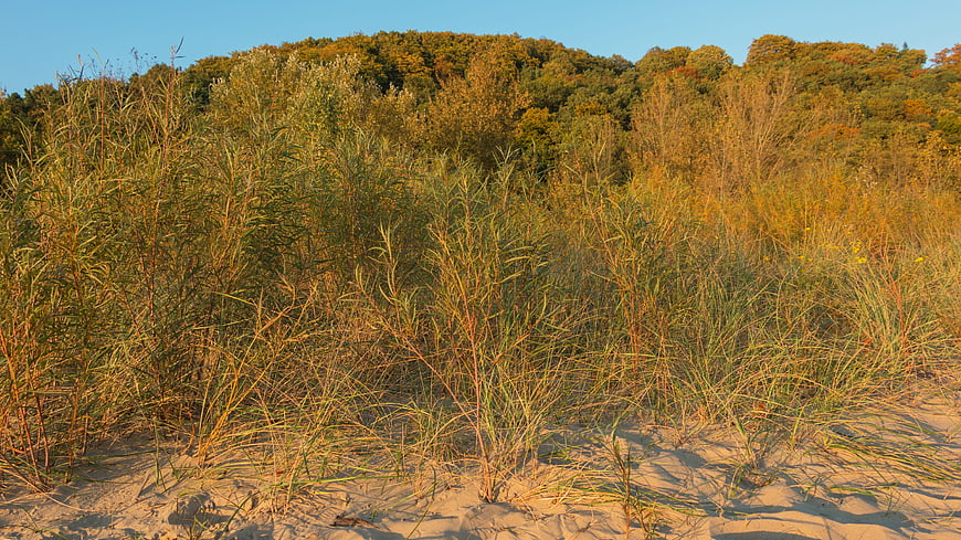 Golden Autumn Beach Dunes with Tall Grass and Forest
