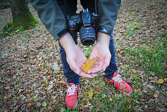 Photographer holding yellow autumn leaf in forest