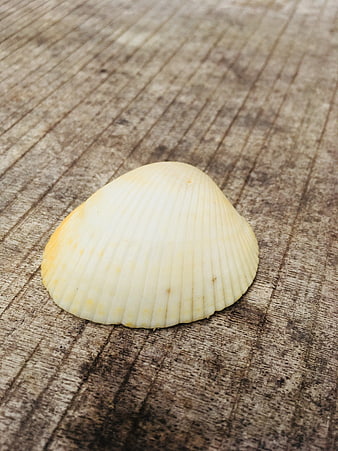 Close-up of a white scallop shell on rustic wood