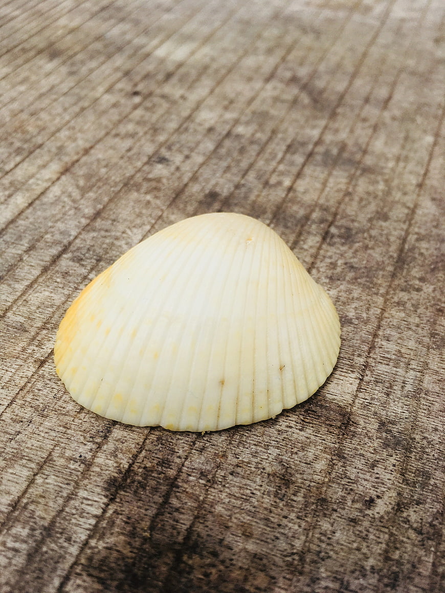 Close-up of a white scallop shell on rustic wood